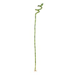 Lucky Bamboo Curly (2 x 2 x 105 cm)