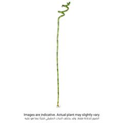 نبات خيزران الحظ بأعواد ملولبة (100 سم)
