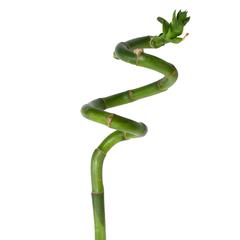 Lucky Bamboo Curly (2 x 2 x 105 cm)