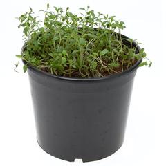 Thyme Outdoor Plant (12 cm)