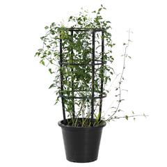 Jasminum Grandiflorum Outdoor Plant (30 x 30 x 80 cm)