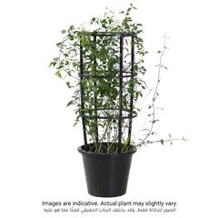 Jasminum Grandiflorum Outdoor Plant (30 x 30 x 80 cm)