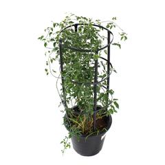 Jasminum Grandiflorum Outdoor Plant (30 x 30 x 80 cm)