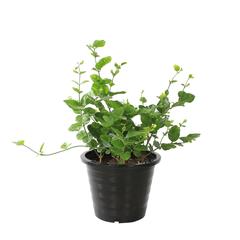 Jasminum Sambac Motia Outdoor Plant (10 L)