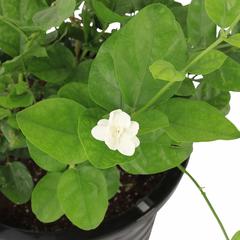 Jasminum Sambac Motia Outdoor Plant (10 L)