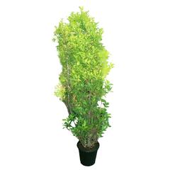 Cone Shape Ficus Panda Plant