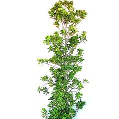 Cone Shape Ficus Panda Plant