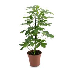 نبات الشفليرا إس بي بي سيجي (40 سم)