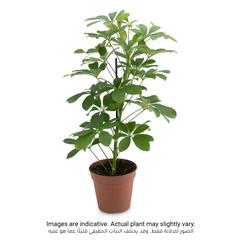 Siji Schefflera SPP (40 cm)