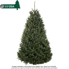 Nobilis Fir Fresh Christmas Tree (5-6 ft)