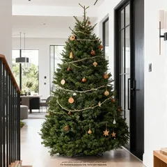Nobilis Fir Fresh Christmas Tree (5-6 ft)