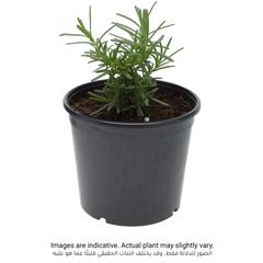 Rosemary Outdoor Plant (13 cm)