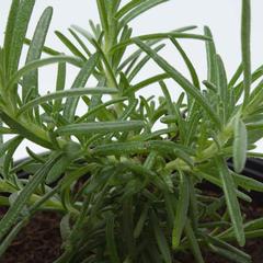 Rosemary Outdoor Plant (13 cm)