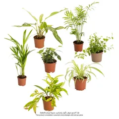 نبتة داخلية (20 سم)