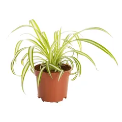 نبتة داخلية (20 سم)