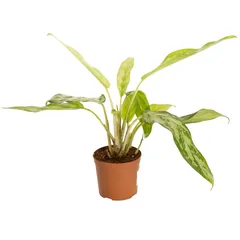 نبتة داخلية (20 سم)