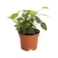 نبتة داخلية (20 سم)