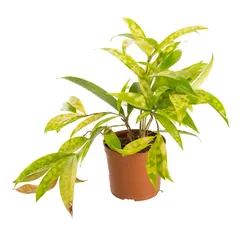 نبتة داخلية (20 سم)