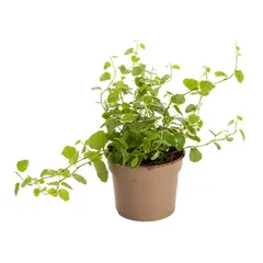 نبتة داخلية (20 سم)