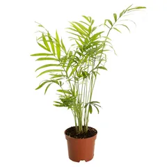 نبتة داخلية (20 سم)