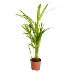 نبتة داخلية (20 سم)