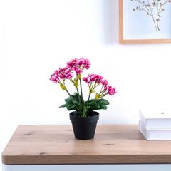 Begonia Flower Plant With Pot (40 cm, Pink)