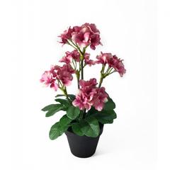 Begonia Flower Plant With Pot (40 cm, Pink)