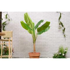 شجرة موز اصطناعية حول الإمارات (160 سم)