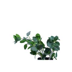 نبات النعناع مع أصيص (45 سم، أخضر)