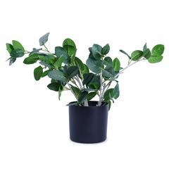 نبات النعناع مع أصيص (45 سم، أخضر)