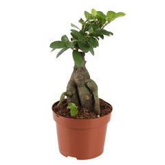 Bonsai Indoor Plant W/Pot (15 cm)