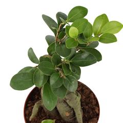 Bonsai Indoor Plant W/Pot (15 cm)