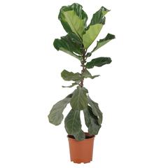 Ficus Lyrata- Fiddle Leaf Fig Tree Plant (18 x 20 x 100 cm)