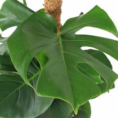 نبتة القفص الصدري مونستيرا سيجي (100 سم)