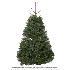 Abies Nordmanniana Fresh Christmas Tree (6-7 ft)