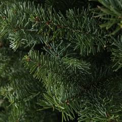 Abies Nordmanniana Fresh Christmas Tree (6-7 ft)