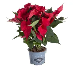 Red Poinsettia Live Indoor Plant W/Nursery Pot (20-30 cm)