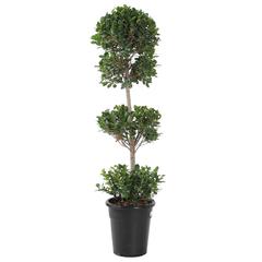 2 Head Ficus Panda Outdoor Plant (35 x 40 x 120 cm)