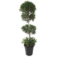 2 Head Ficus Panda Outdoor Plant (35 x 40 x 120 cm)