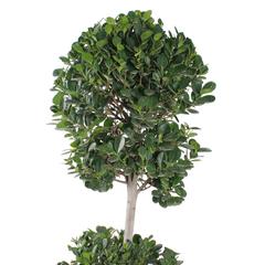 2 Head Ficus Panda Outdoor Plant (35 x 40 x 120 cm)