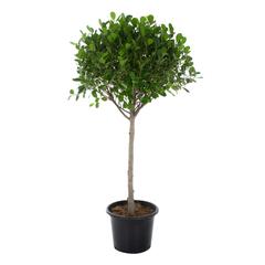 1 Head Ficus Panda Outdoor Plant (27 x 30 x 120 cm)