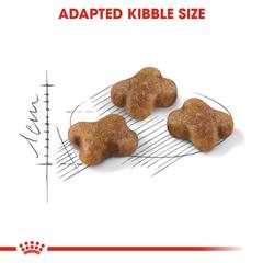 Royal Canin Feline Health Nutrition Kitten Food (10 kg)