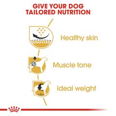 Royal Canin Breed Health Nutrition Pug Dog Food (1.5 kg)