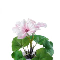 نبات إبرة الراعي مع أصيص (15 سم، وردي)