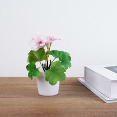 نبات إبرة الراعي مع أصيص (15 سم، وردي)