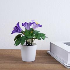 Trumpet Flower With Pot (15 cm, Purple)