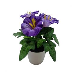 Trumpet Flower With Pot (15 cm, Purple)