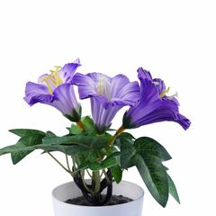 Trumpet Flower With Pot (15 cm, Purple)