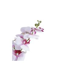 Butterfly Orchid Flower (78 cm, White & Pink)