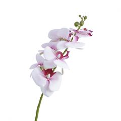 Butterfly Orchid Flower (78 cm, White & Pink)